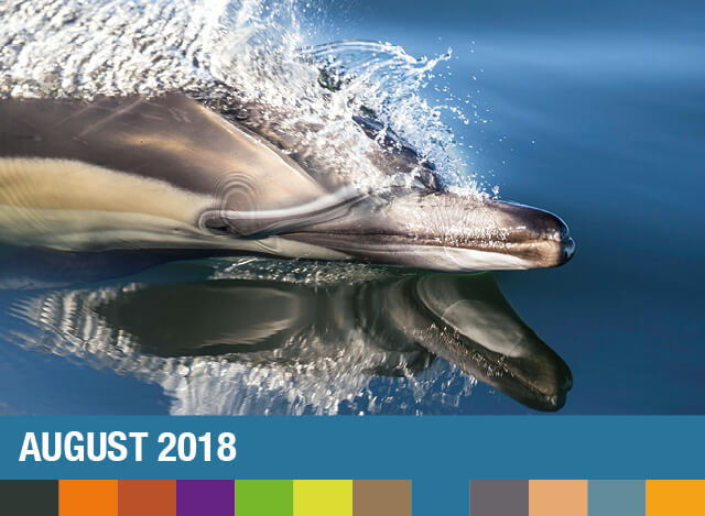 August 2018 | Staudigl-Druck Gewinnspiel