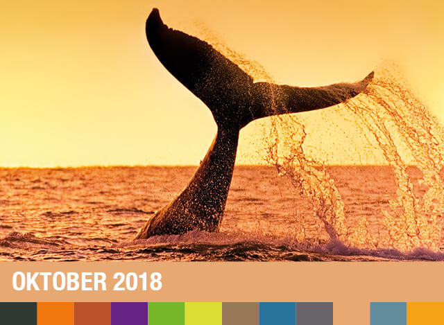 Oktober 2018 | Staudigl-Druck Gewinnspiel