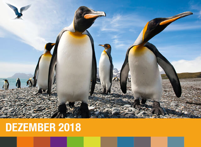 Dezember 2018 | Staudigl-Druck Gewinnspiel