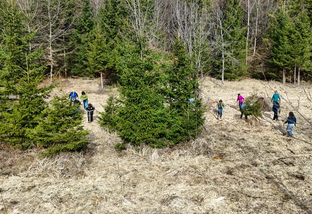 Bäume pflanzen Luftbildaufnahme